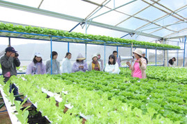 MM Mega Market Việt Nam tiếp tục đầu tư mạnh vào nông nghiệp