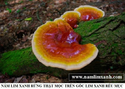 Nấm lim xanh rừng với hình ảnh nấm lim xanh thật giả