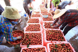 Giao lưu trực tuyến: Giải pháp hiệu quả cho việc chế biến, bảo quản Nông – Lâm – Thủy sản