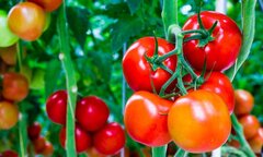 Hệ luỵ khi lạm dụng chất kích thích sinh trưởng trong trồng trọt