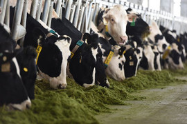 Vinamilk Hà Tĩnh: Trang trại theo công nghệ hàng đầu thế giới