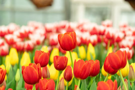 Thưởng lãm mùa xuân châu Âu tại Vinpearl Land Nha Trang