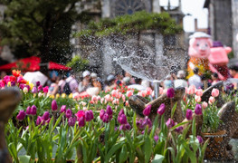 Lãng phí cả mùa xuân nếu không tới vườn tulip lớn nhất Việt Nam này