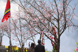 8/3 này, lên Fansipan để làm gì?