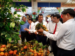 500 tấn vải thiều Lục Ngạn chính gốc chính thức có mặt tại chuỗi bán lẻ Saigon Co.op