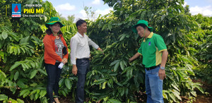 Cà phê Tây Nguyên mê phân bón Phú Mỹ