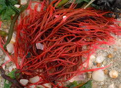 Aquamin F có trong Ribomax bổ sung canxi hỗ trợ phát triển chiều cao