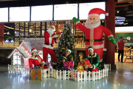 Về Hạ Long chiêm ngưỡng cây thông tuyết cao 18,88m