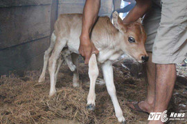 Bê có 7 chân, 2 hậu môn kỳ lạ ở Lâm Đồng