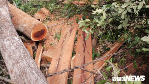 Lâm tặc ngang nhiên khai thác gỗ quý hiếm ở Đắk Lắk