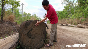 Trùm buôn lậu gỗ Phượng 'râu' bị bắt: Làm rõ trách nhiệm đồn biên phòng