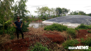 Trại heo ở Gia Lai gây ô nhiễm, dân than trời vì hôi thối, bệnh tật