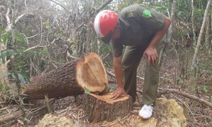 Điều tra vụ phá rừng quy mô lớn ở Đắk Lắk