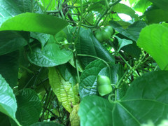 Dân Tây Nguyên vỡ mộng với 'vua của các loại hạt'