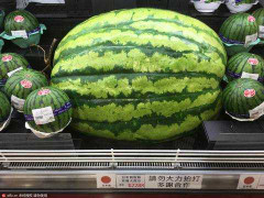 Dưa hấu lớn chưa từng thấy giá gần 7 triệu đồng/quả