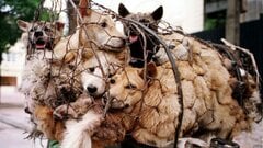 Thú ăn thịt chó rất gần với sự ăn uống hoang dã