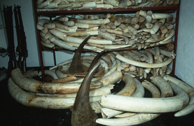 Nhu cầu ngà voi và sừng tê giác châu Phi của người Việt làm tăng nguy cơ tuyệt chủng những loài này