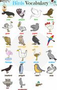 Từ vựng tiếng Anh về các loài chim
