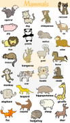 Từ vựng tiếng Anh về 27 loài động vật có vú
