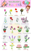 Từ vựng tiếng Anh về các loài hoa