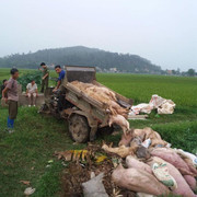 Dịch tả lợn Châu Phi lan 29 tỉnh, địa phương cần huy động công an, quân đội vào cuộc