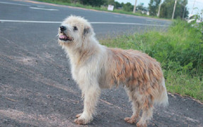 Con chó 4 năm đứng ở ngã tư đường đợi chủ