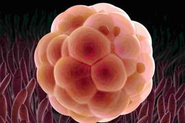 Chồng ‘trộm’ phôi của vợ cấy cho bồ: Bộ Y tế yêu cầu rà soát quá trình lưu trữ phôi thai