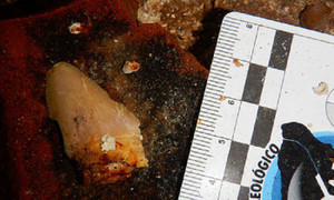 Răng hóa thạch của loài cá mập lớn nhất hành tinh