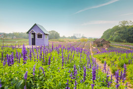 Ngất lịm với cánh đồng hoa nữ hoàng xanh giữa lòng Thủ đô