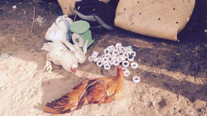 Đưa hối lộ mong cảnh sát 'ngó lơ' trường gà ngày Tết