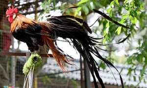 Cặp gà Nhật Bản đuôi dài giá 65 triệu đồng chơi Tết