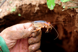 Săn dế cơm dưới lòng đất kiếm 300.000 đồng mỗi ngày ở miền Tây