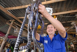 Nông dân miền Tây kiếm tiền 'dễ ợt' nhờ lũ về sớm hơn mọi năm