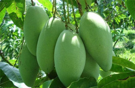 Không phải xoài, mới chỉ có vú sữa đã được ‘gật đầu’ vào Mỹ