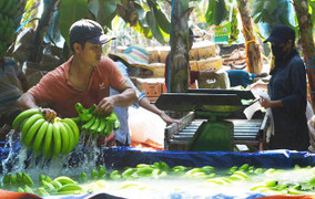 Giá tăng mạnh, thương lái Trung Quốc về tận vườn Đồng Nai mua chuối