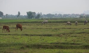 Thu phí chăn thả trâu, bò ở Thanh Hóa: Sẽ xin lỗi và trả lại tiền cho dân