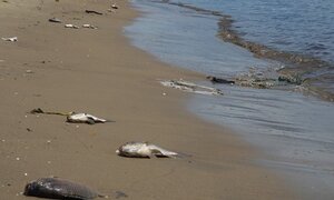 Thiếu oxy, cá chết trắng sông ở Đà Nẵng