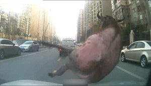 Suýt bị giết thịt, trâu điên xổng lò mổ húc thủng ngực người đàn ông