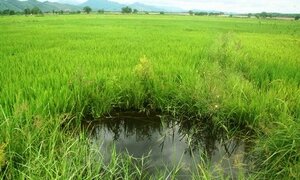 Đau lòng phát hiện thi thể 2 bé trai ôm nhau dưới ruộng lúa