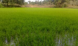 Hai bé trai ôm nhau chết dưới ruộng lúa ở Long An: Đã tìm ra nguyên nhân