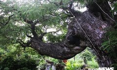 Mục sở thị cây me 130 tuổi, trả giá 3,2 tỷ đồng không bán ở Sài Gòn