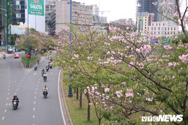 Ảnh: Ngẩn ngơ với vẻ đẹp mùa hoa Kèn hồng ở Sài Gòn