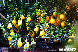 Bưởi vàng trưng Tết giá 70 triệu đồng/cây hút khách Sài Gòn