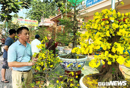Mai Tết giá 400 triệu đồng/cây bày bán ở vỉa hè TP.HCM