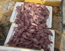 Kinh hoàng hàng ngàn con chim cút đang phân hủy chuẩn bị lên bàn nhậu