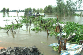 Vỡ đê, 148 ha lúa ở Đồng Tháp chìm trong nước lũ
