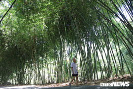 Con đường tre xanh đẹp như tranh vẽ của lão nông 83 tuổi ở Hậu Giang