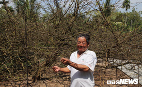 Mục sở thị 'cụ mai' có tán phủ tròn hơn 50 mét vuông ở miền Tây