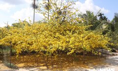 Chiêm ngưỡng 'cụ mai' nở hoa vàng rực, phủ tròn hơn 50m2 ở miền Tây