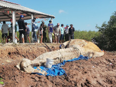 Giữ bộ xương cá voi nặng khoảng 10 tấn, trôi dạt vào vùng ven biển Bạc Liêu